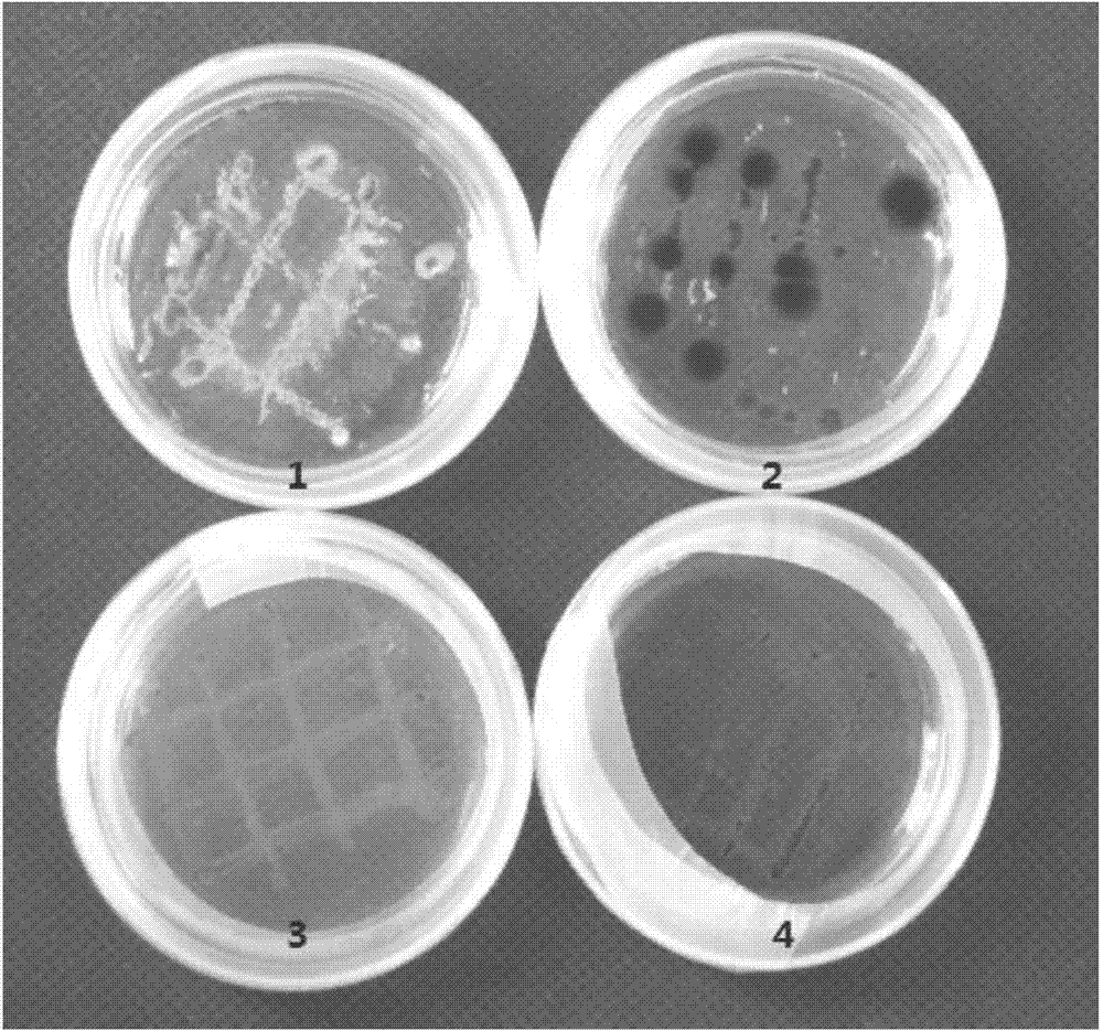 Culture method for improving yield of botryococcus polysaccharides