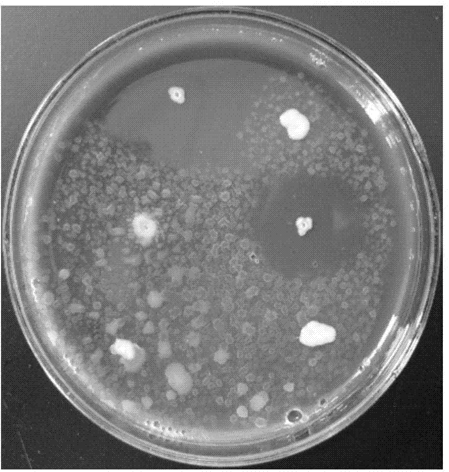 A thermophilic Geobacillus njrc-14 and its microbial organic fertilizer