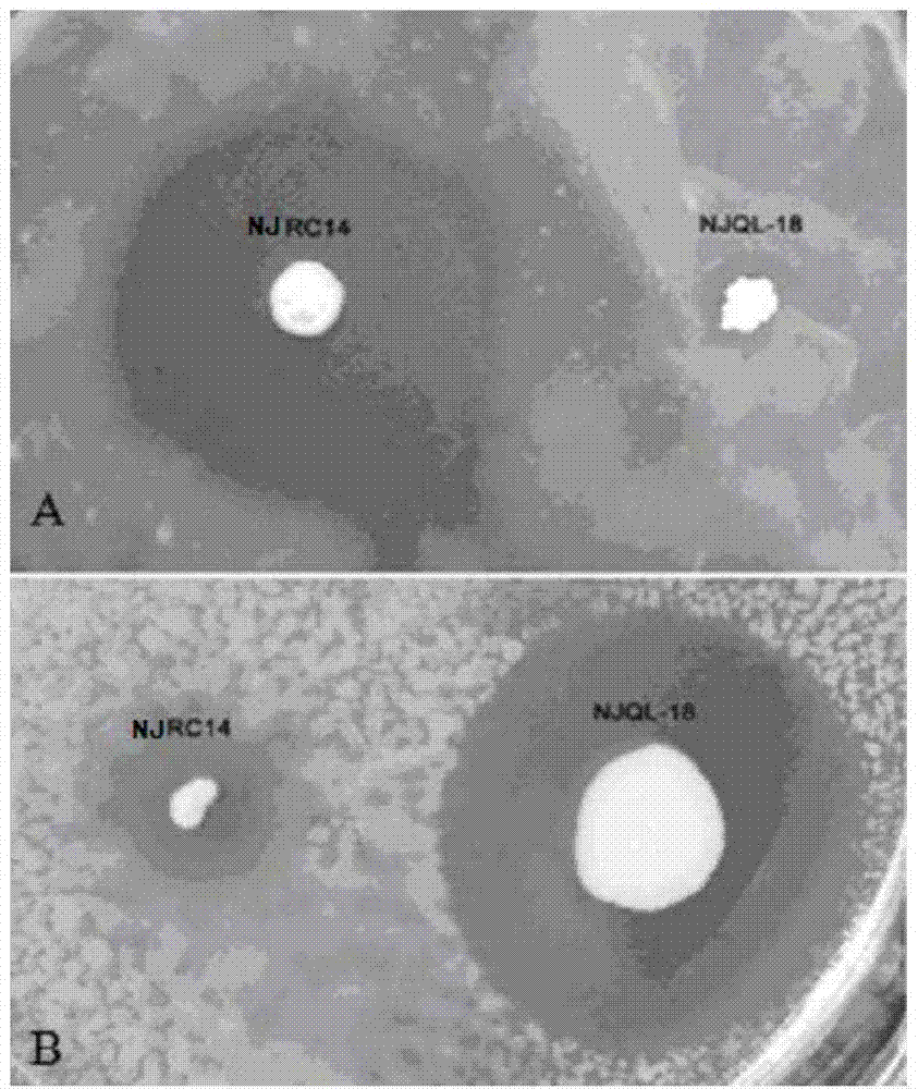 A thermophilic Geobacillus njrc-14 and its microbial organic fertilizer