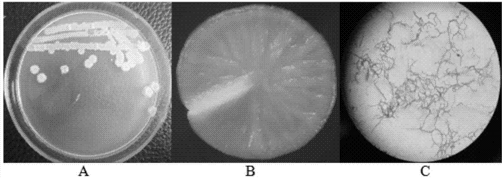 A thermophilic Geobacillus njrc-14 and its microbial organic fertilizer