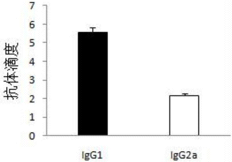 Streptococcus equi subsp. zooepidemicus protective antigen HP0623 and preparation method thereof