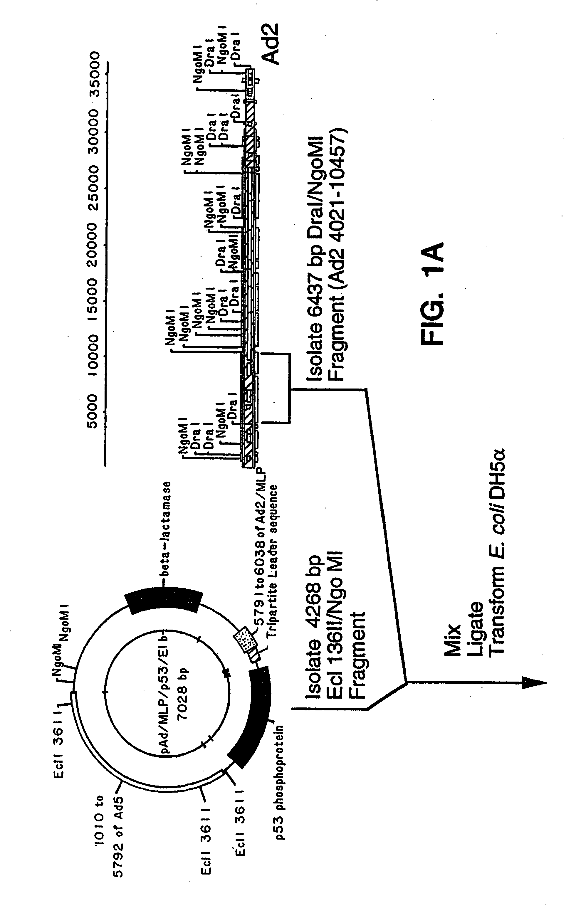 Adenoviral vectors having a protein IX deletion