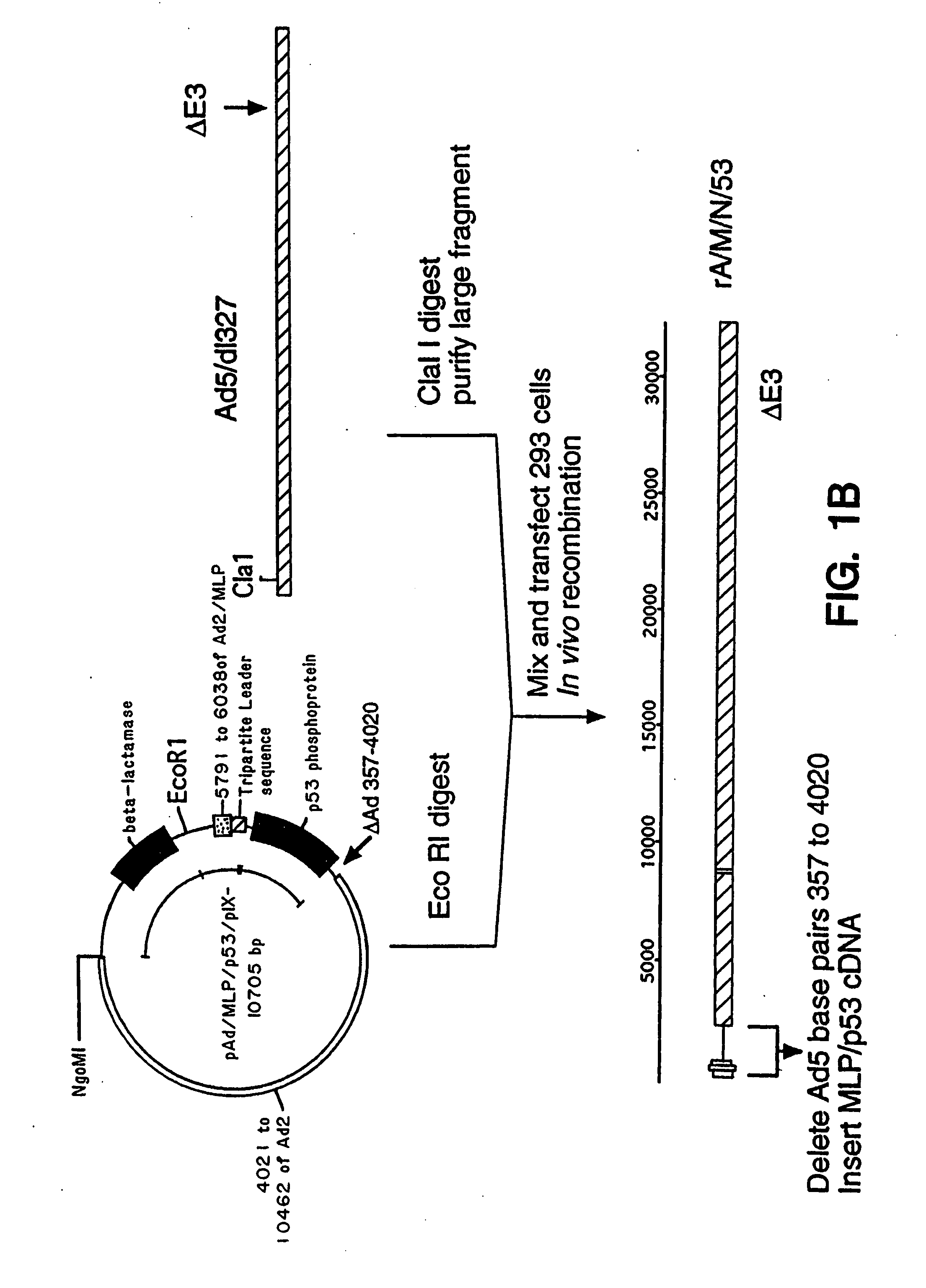 Adenoviral vectors having a protein IX deletion