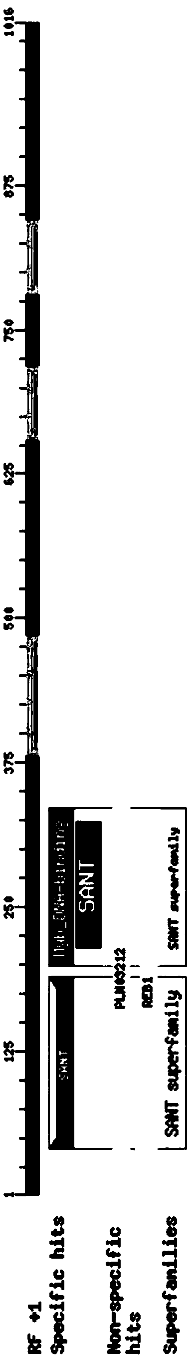 Tamarix hispida MYB transcription factor coding gene and application thereof