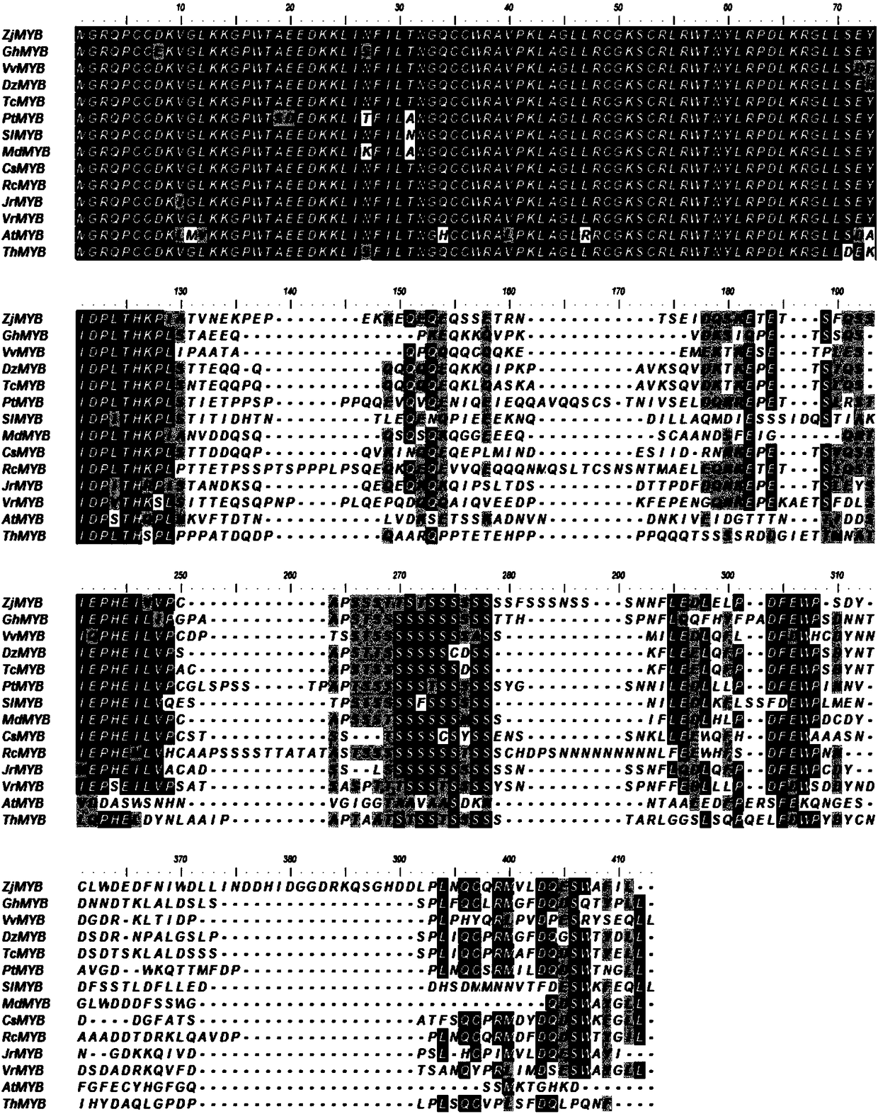 Tamarix hispida MYB transcription factor coding gene and application thereof