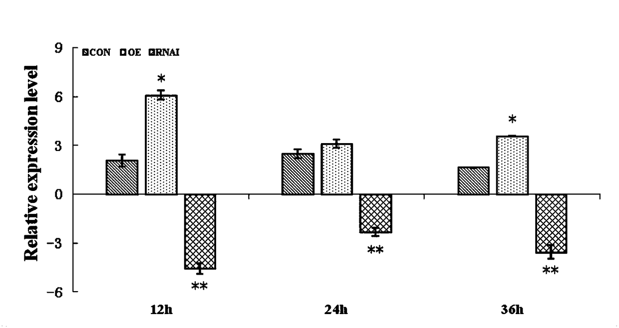 Tamarix hispida MYB transcription factor coding gene and application thereof