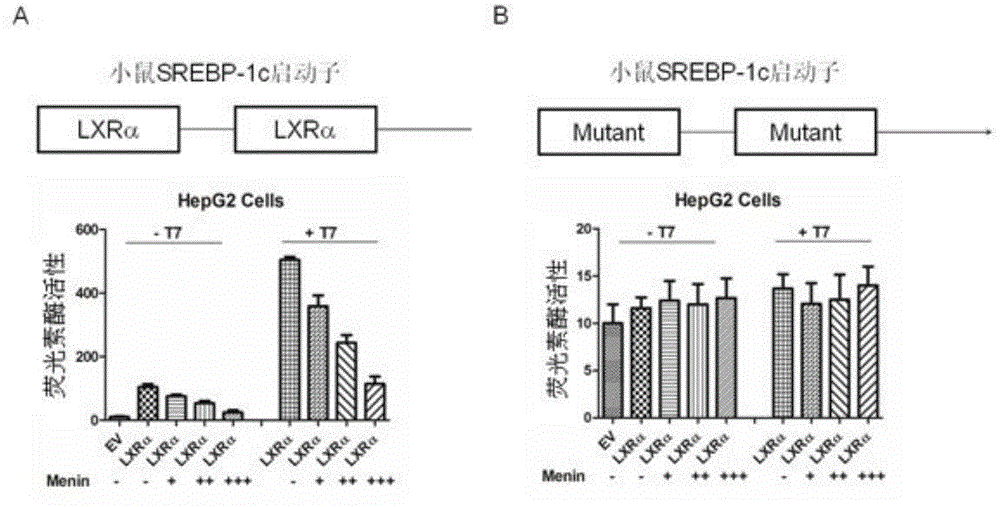 Applications of tumor-inhibiting factor Menin