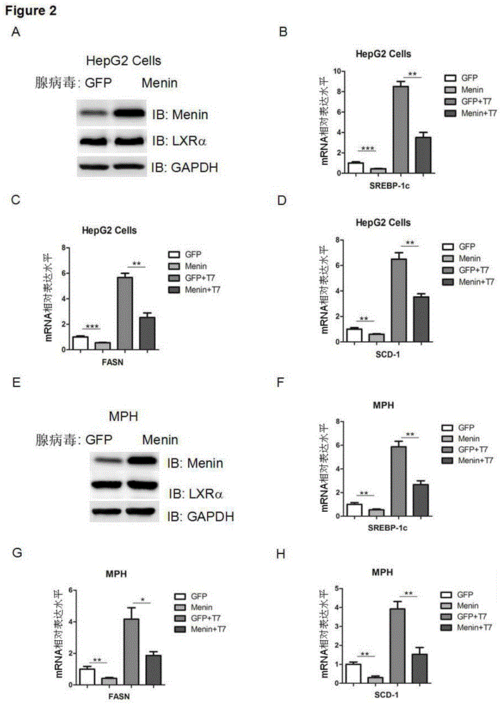 Applications of tumor-inhibiting factor Menin