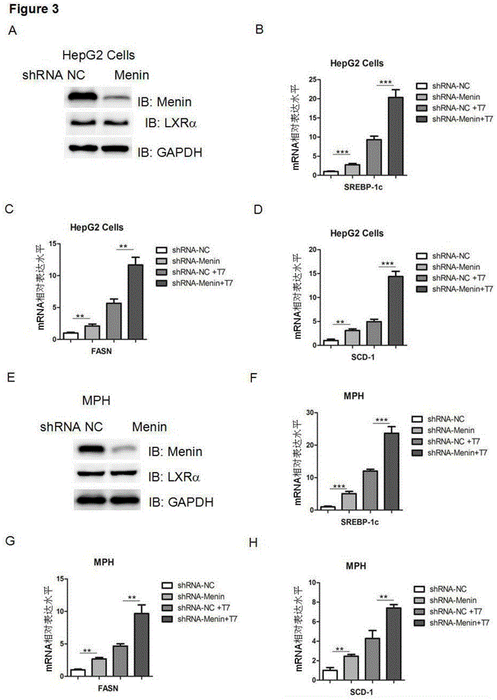 Applications of tumor-inhibiting factor Menin