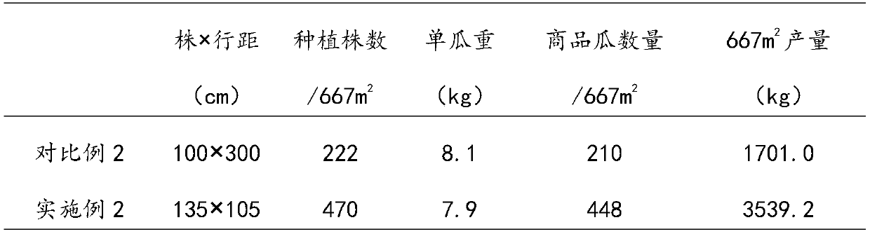 A method for combined cultivation of watermelons by climbing and standing