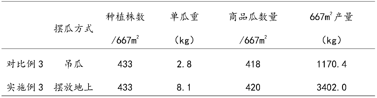 A method for combined cultivation of watermelons by climbing and standing