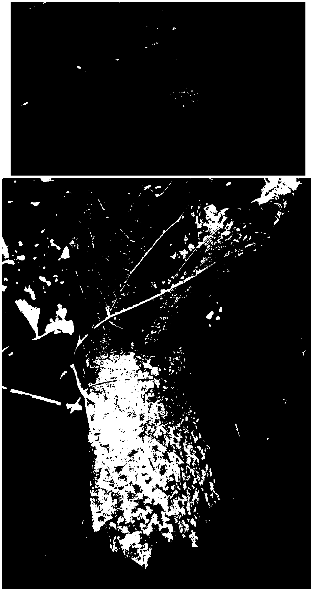 Application of pleurotus abalonus protein extract to prevention and control of grape downy mildew