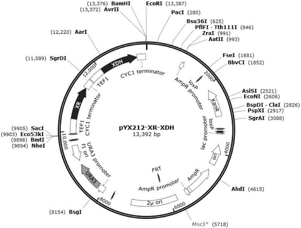 Saccharomyces cerevisiae gene engineering bacterium capable of utilizing xylose and glucose jointly as well as construction method and application of saccharomyces cerevisiae gene engineering bacterium