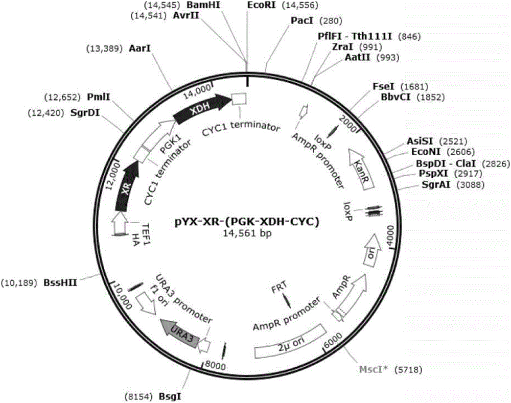 Saccharomyces cerevisiae gene engineering bacterium capable of utilizing xylose and glucose jointly as well as construction method and application of saccharomyces cerevisiae gene engineering bacterium