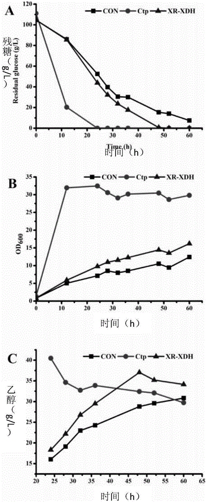 Saccharomyces cerevisiae gene engineering bacterium capable of utilizing xylose and glucose jointly as well as construction method and application of saccharomyces cerevisiae gene engineering bacterium