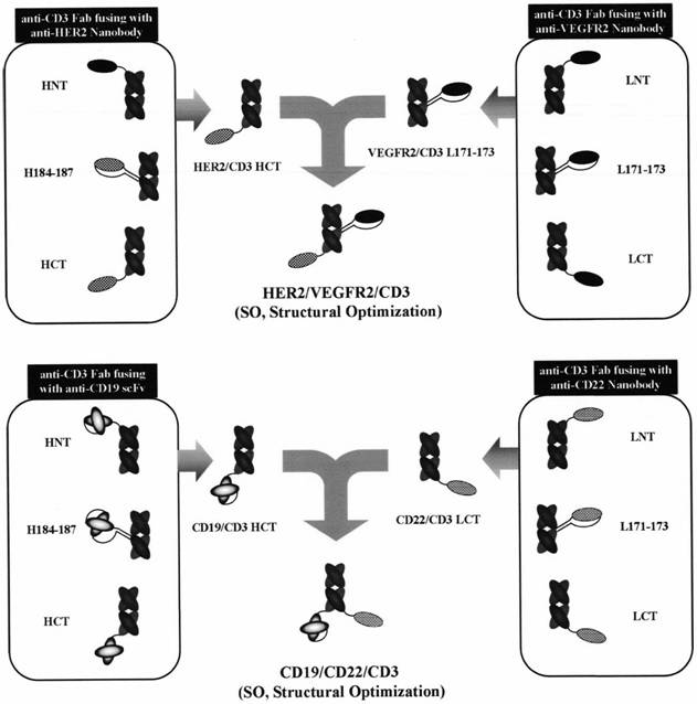 Preparation method of tri-specific antibody based on structure optimization protein activity