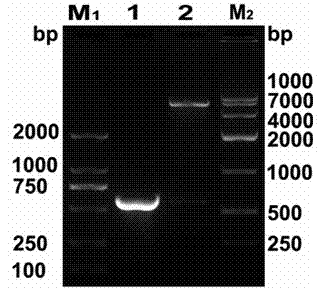 Fusion protein of liver targeting peptide and human interferon a2b and its preparation method and application