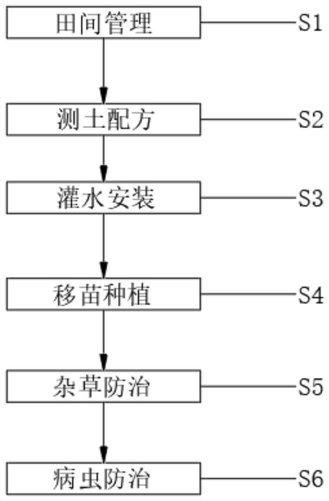 High-yield cultivation and management method for berry tea garden