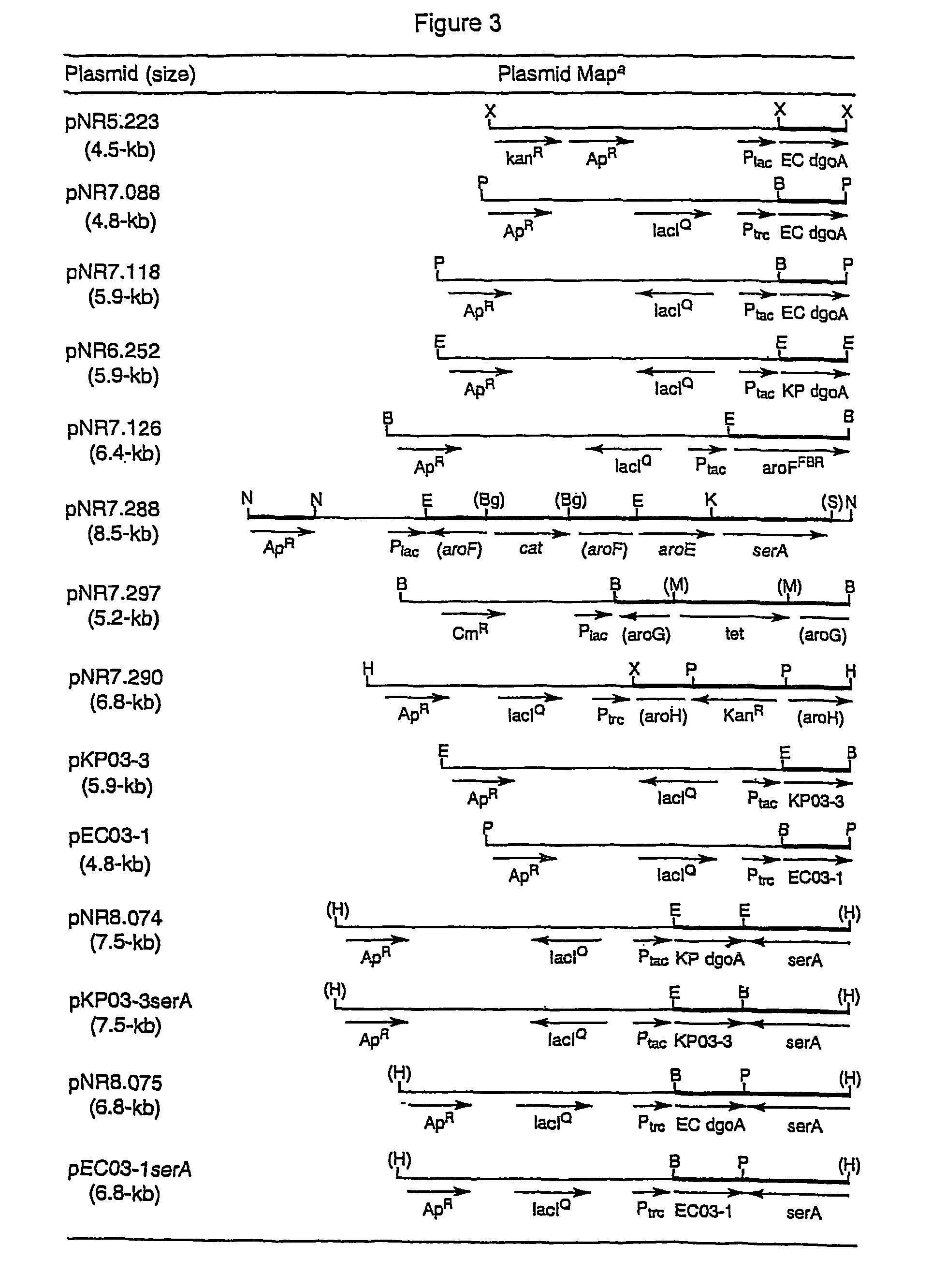 Methods and materials for the production of shikimic acid