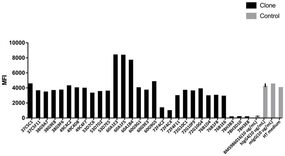 Antibody combined with human LAG-3 protein as well as coding gene and application thereof