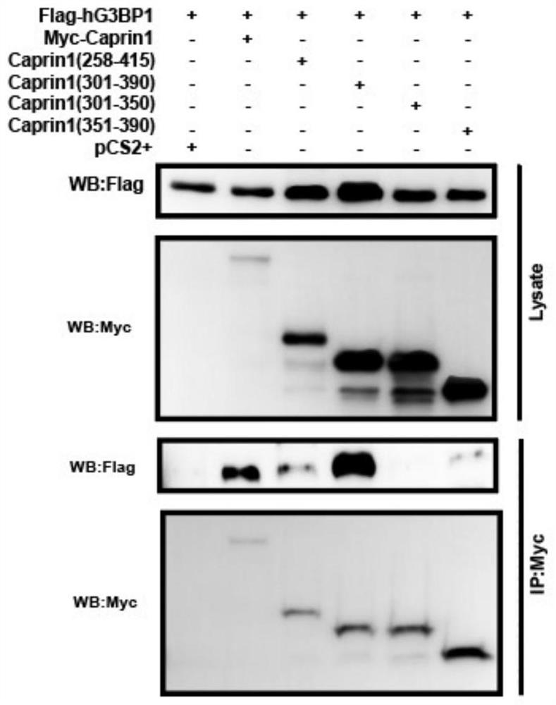 A class of active peptides derived from caprin1 and their applications