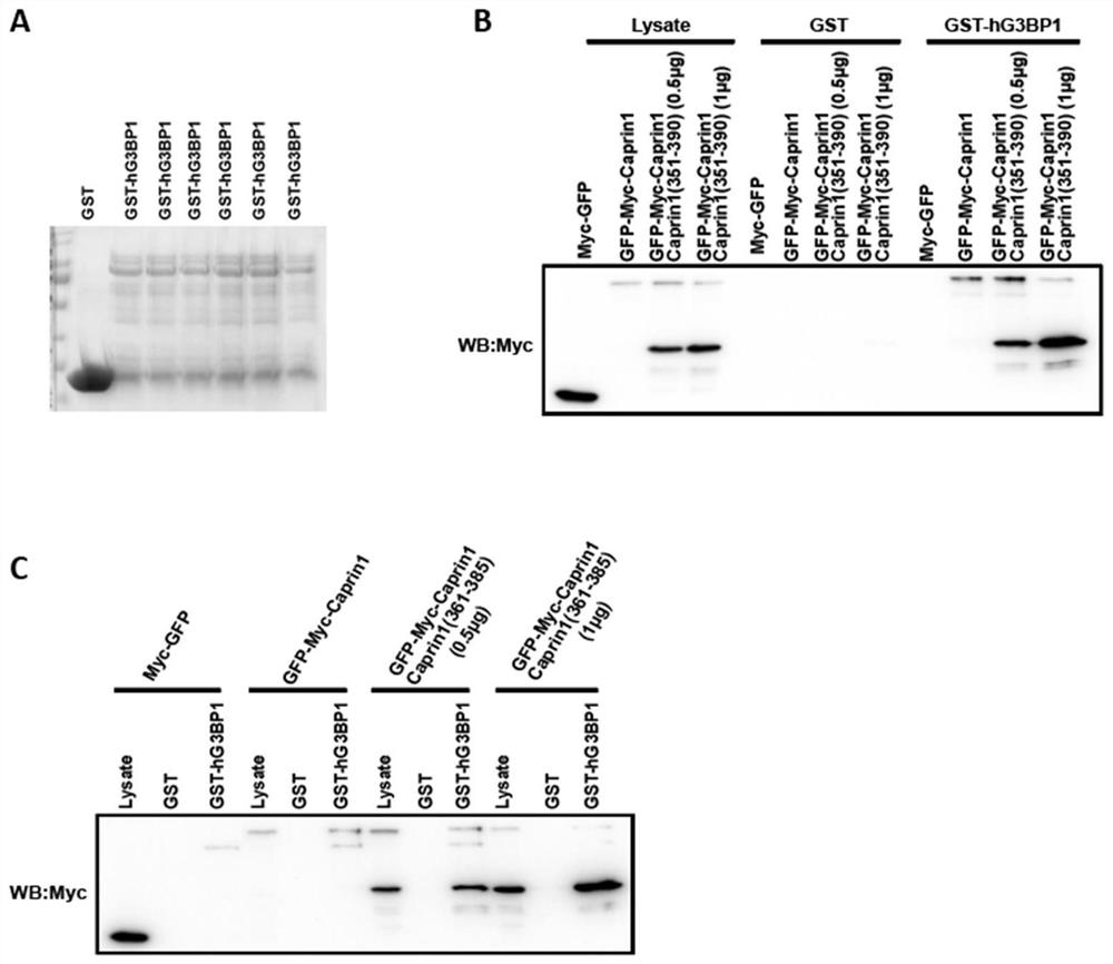 A class of active peptides derived from caprin1 and their applications