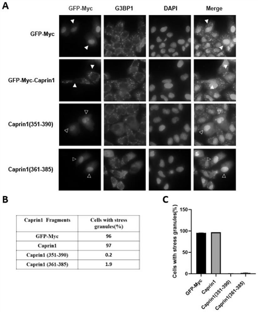 A class of active peptides derived from caprin1 and their applications