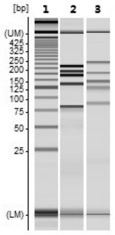 A combination of primers for the simultaneous detection of 14 animal-derived components in meat or meat products and its application