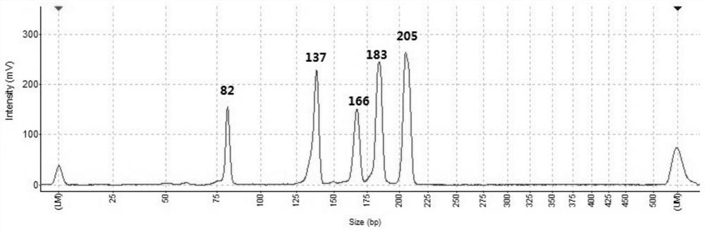 A combination of primers for the simultaneous detection of 14 animal-derived components in meat or meat products and its application