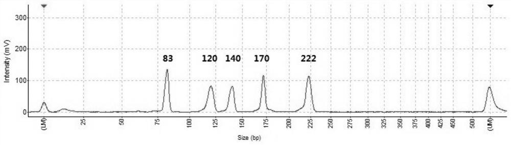 A combination of primers for the simultaneous detection of 14 animal-derived components in meat or meat products and its application