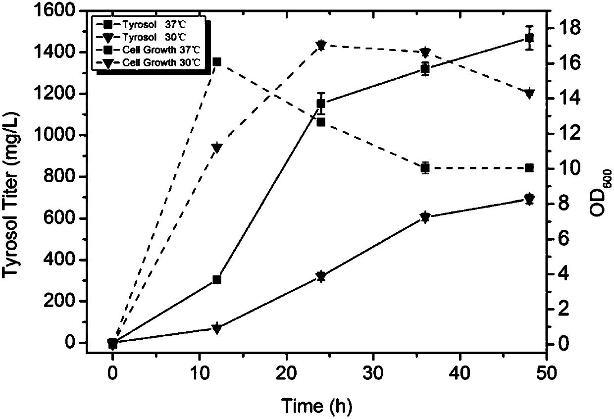 Method for producing tyrosol and hydroxytyrosol through heterologous metabolic pathways