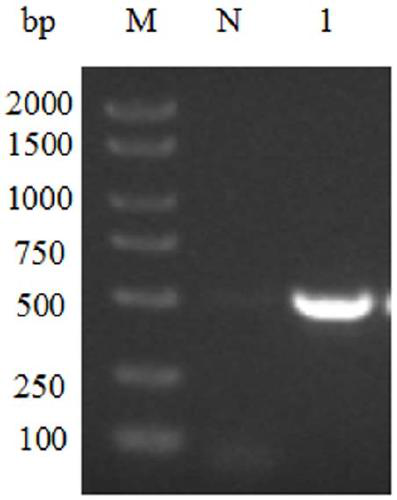 High-activity porcine interferon alpha mutant with 7 mutation loci and preparing method and application thereof