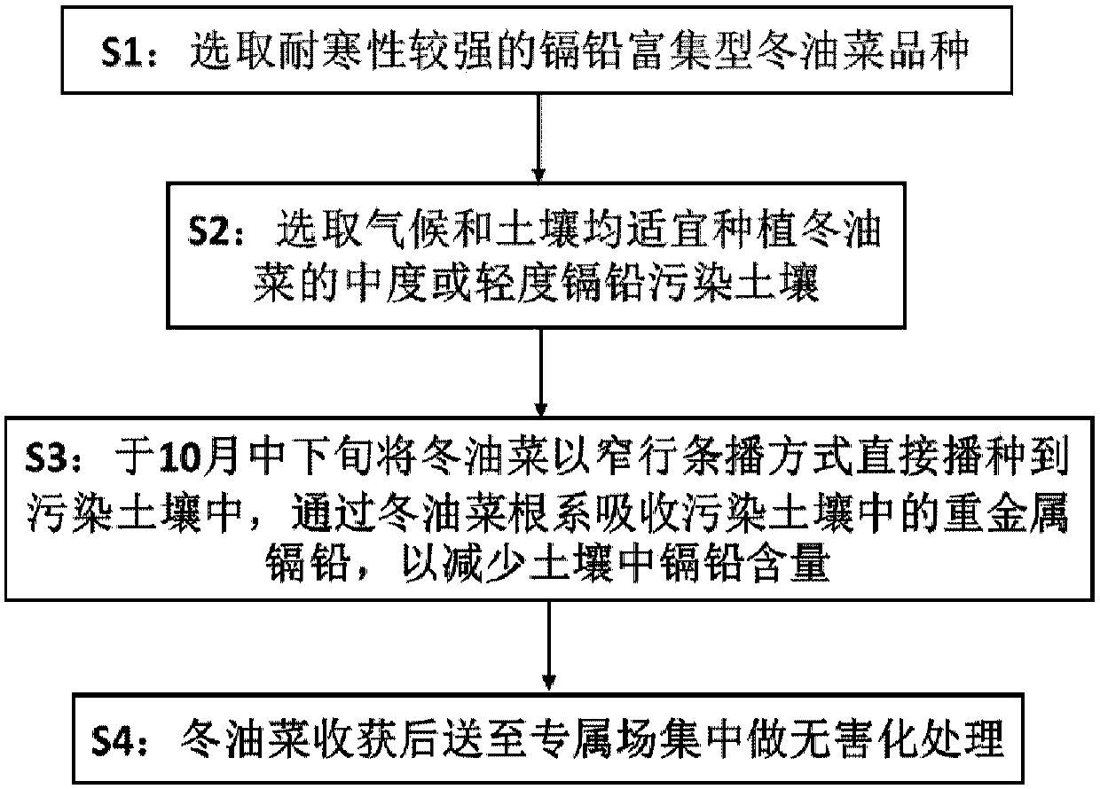 A method for repairing cadmium and lead-contaminated farmland in winter by using cold-resistant winter rapeseed varieties