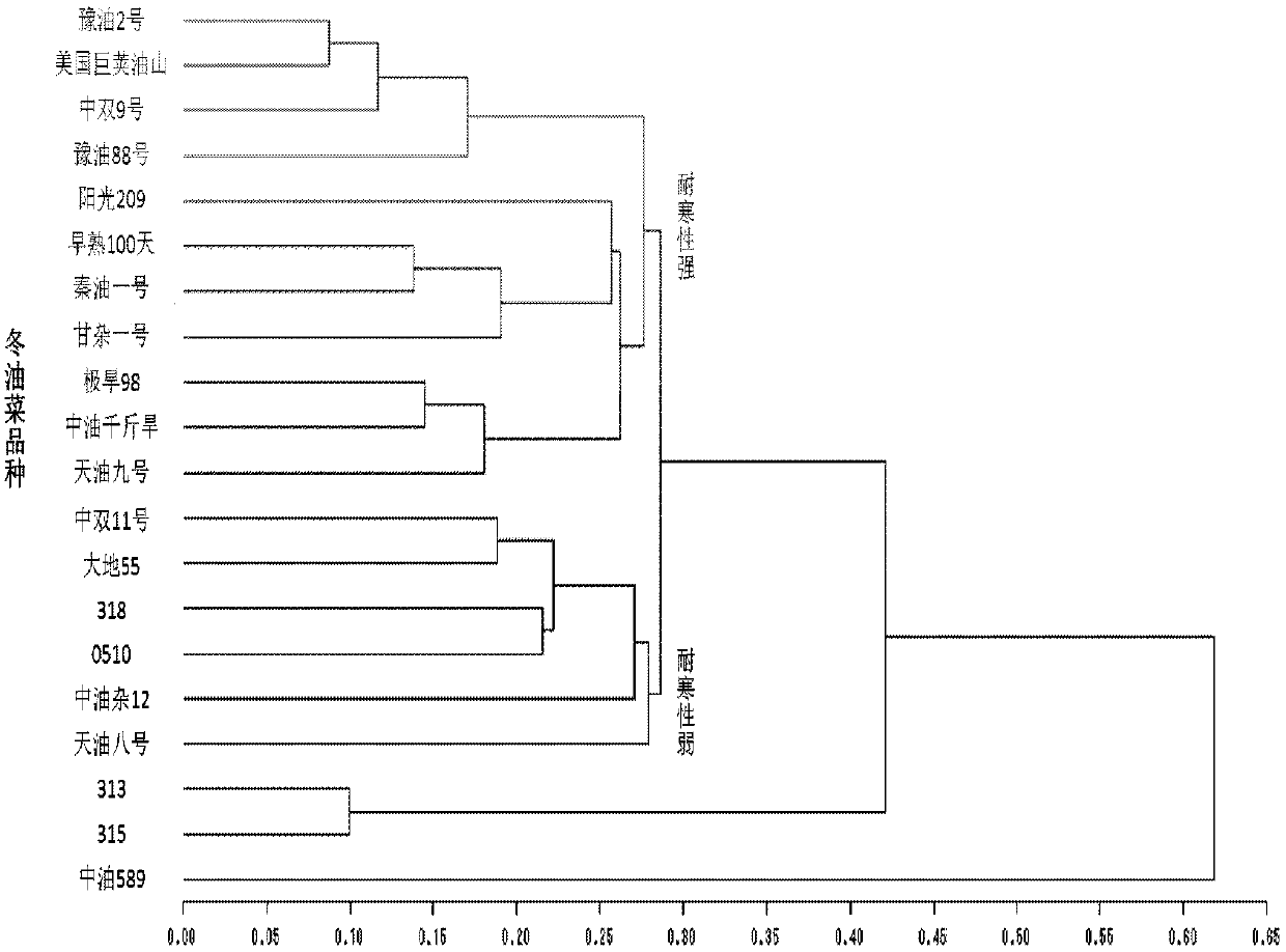 A method for repairing cadmium and lead-contaminated farmland in winter by using cold-resistant winter rapeseed varieties