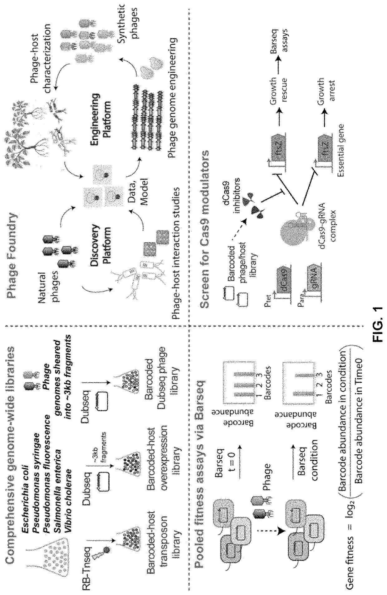 Compositions and methods to barcode bacteriophage receptors, and uses thereof