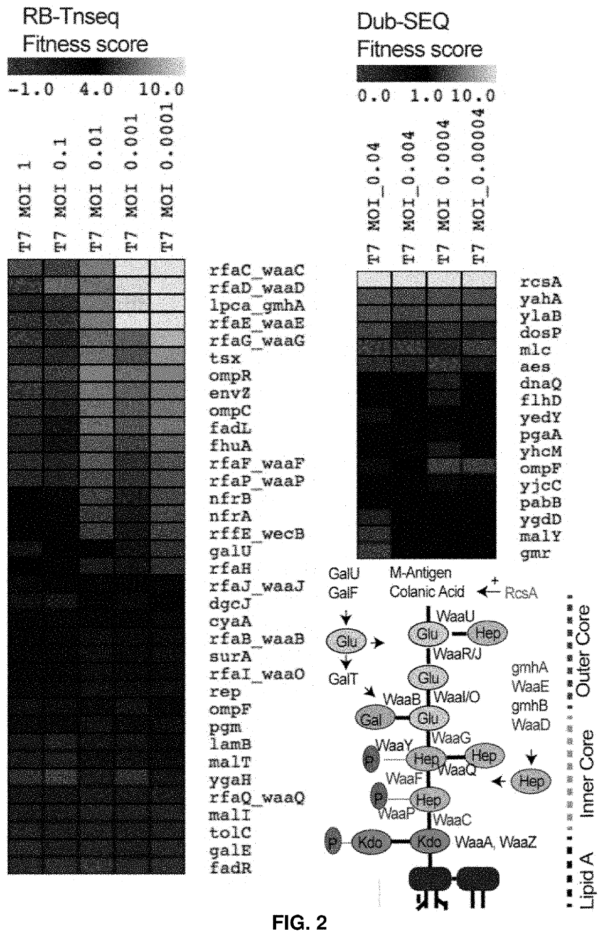 Compositions and methods to barcode bacteriophage receptors, and uses thereof