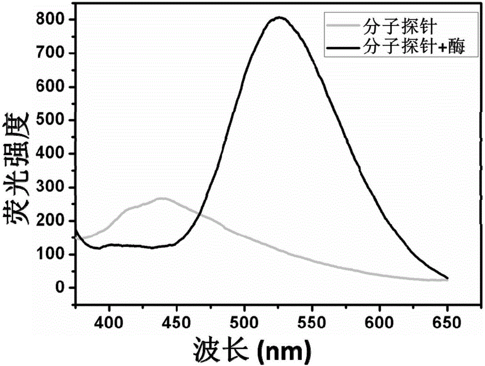 Molecular probe, and preparation method and application thereof