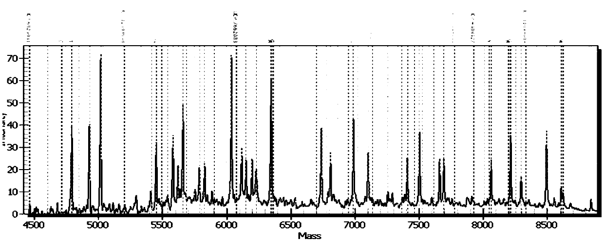 Method for guiding individualized medication of antihypertensive drug benazepril through primer composition