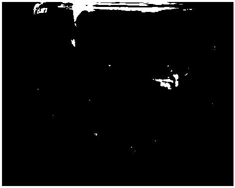 Tissue culture method for improving multiplication coefficient of catalpa bungei and special culture medium