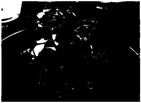 Tissue culture method for improving multiplication coefficient of catalpa bungei and special culture medium