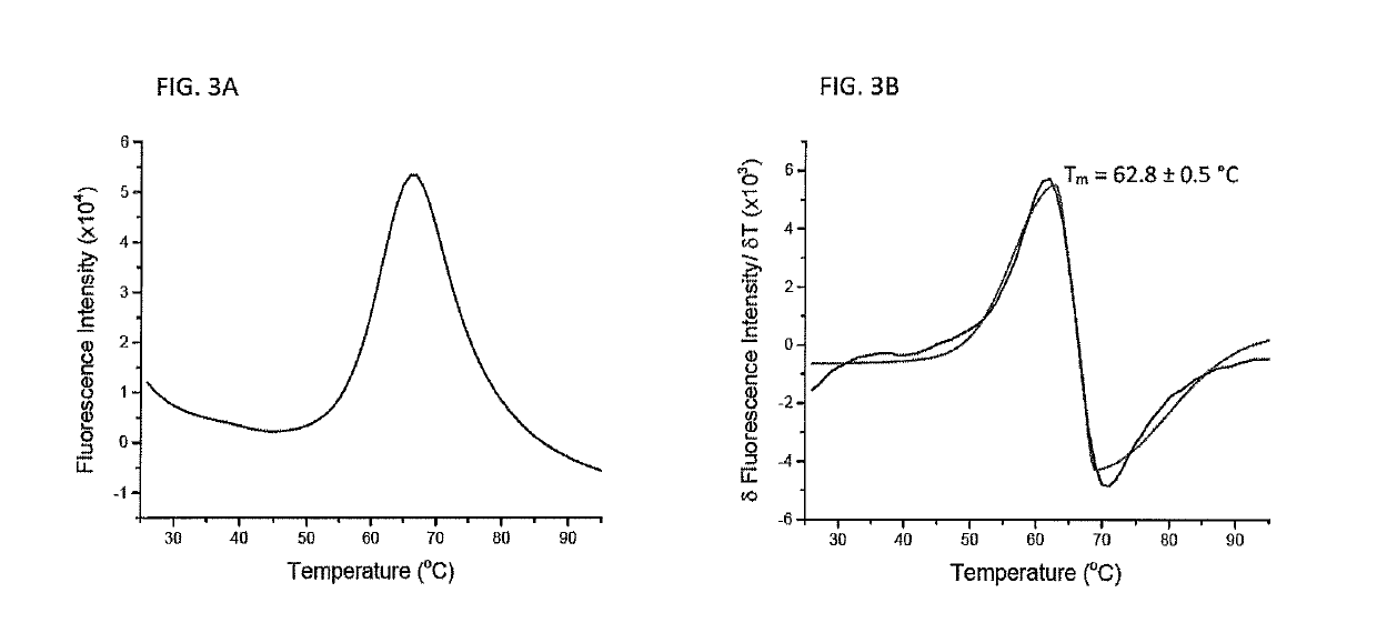 Protein folding and methods of using same