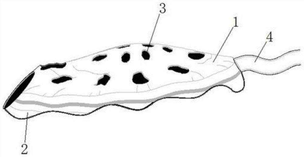 A feeding device for intensive care nursing that achieves quantitative constant temperature during feeding