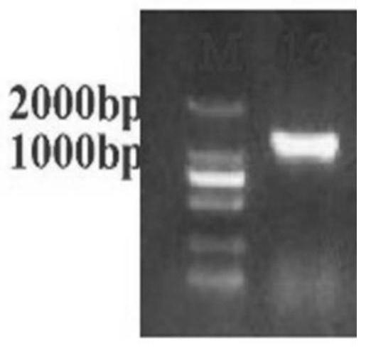 Esculin and fraxin glycosyltransferase protein as well as coding gene and application thereof