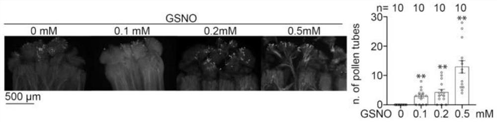 Application of reagent for increasing NO content of stigmas for improving selective fertilization of cruciferous plants and improvement method