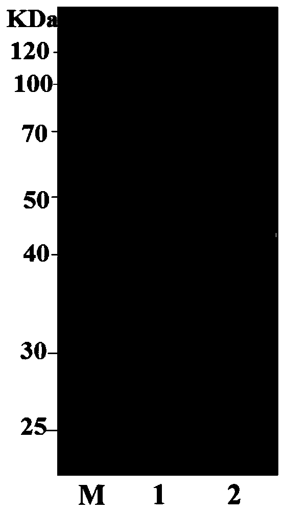 Method for preparing D-aromatic amino acid by cascade reaction