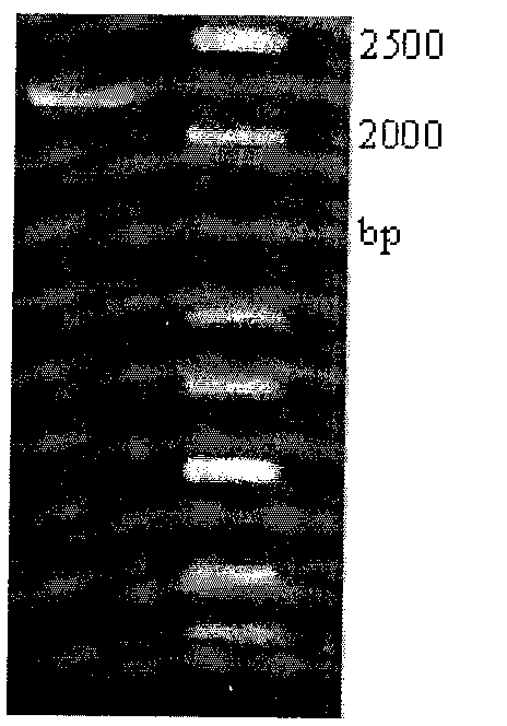 Preparation method of 4-phosphoric acid erythrose