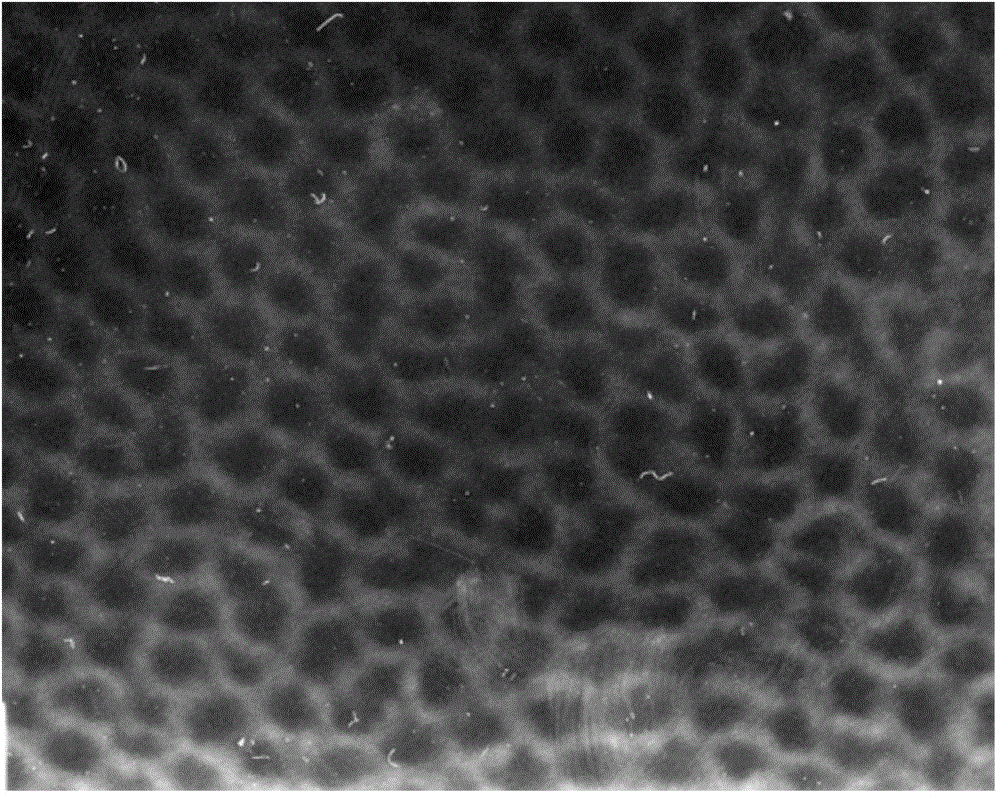 Preparation method for degradable porous polyethylene glycol