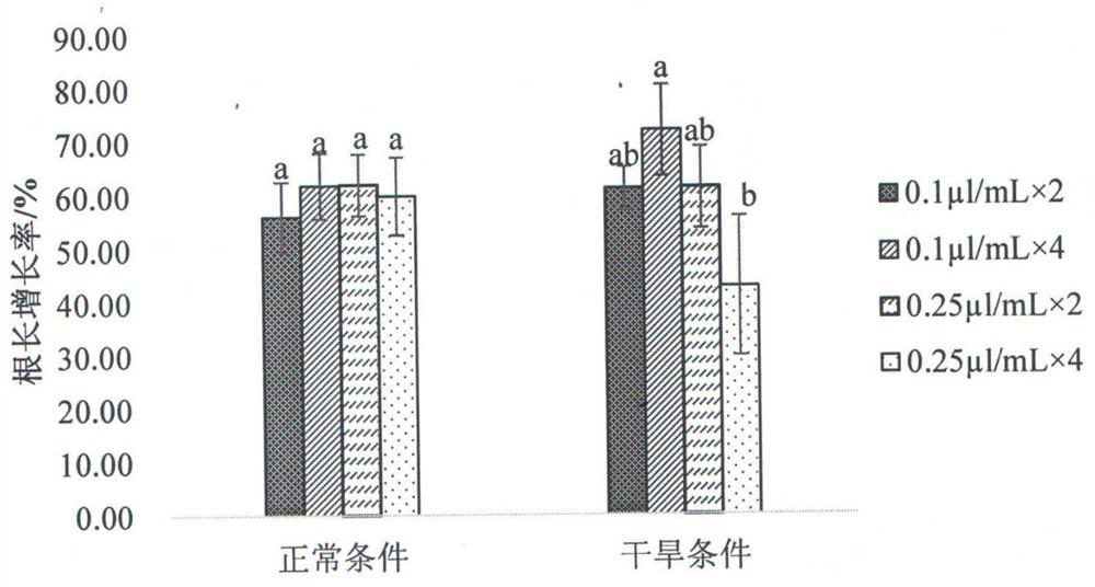 Application of a kind of β-myrcene in drought resistance and growth promotion of alfalfa