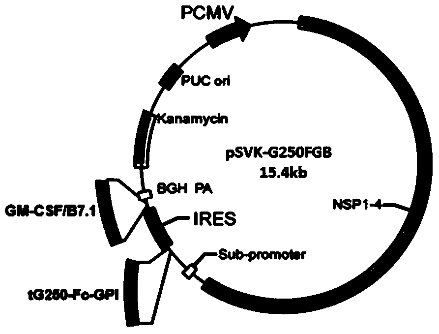 Reproducible kidney cancer therapeutic DNA vaccine