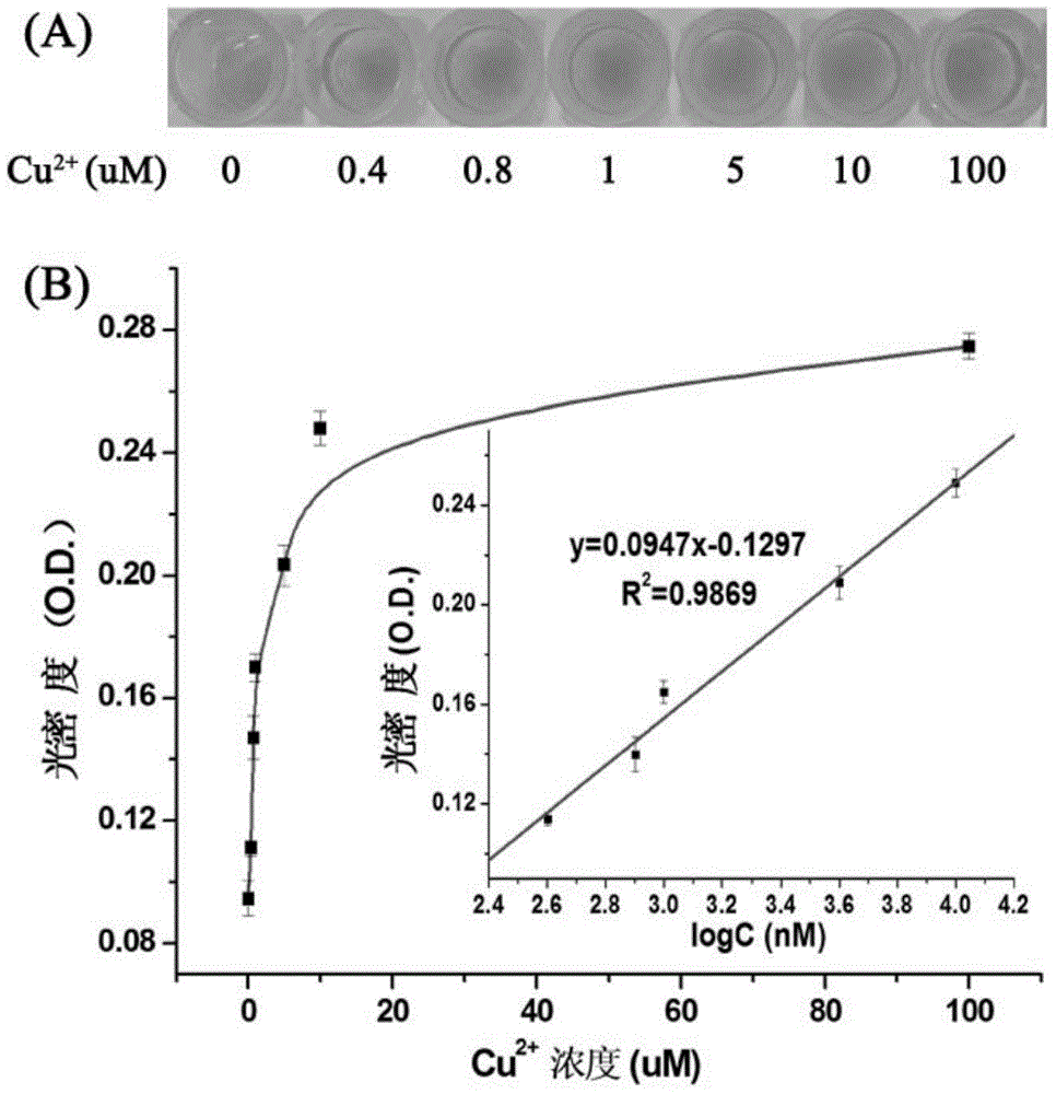 Copper ion detection kit based on click chemistry and G tetramer and detection method of copper ion detection kit